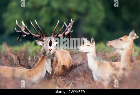 Gros plan d'un cerf rouge appelant pendant l'ornière en automne Banque D'Images