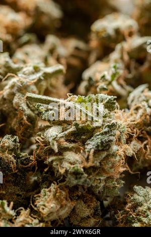 gros plan de nombreux bourgeons de marijuana séchés Banque D'Images