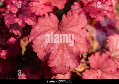 Heuchera 'Berry Smoothie' une plante herbacée à feuillage printanier et estival vivaces avec des feuilles violettes rouges communément appelées cloches de corail ou racine d'alun, stock Banque D'Images