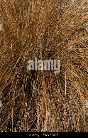 Chionochloa rubra une plante à feuilles persistantes communément connue sous le nom d'herbe de tussock rouge, image photo stock Banque D'Images