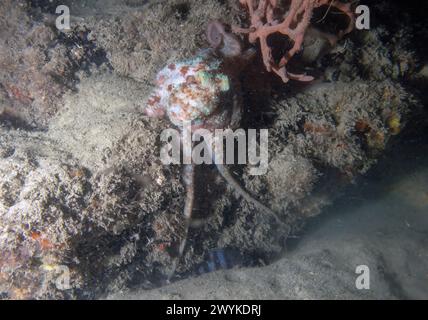 Une pieuvre de récif des Caraïbes (Octopus briareus) en Floride, aux États-Unis Banque D'Images