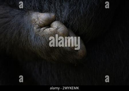 Détail d'une main de gorille, montrant les chiffres et le pouce opposable. Gorille de montagne, gorille beringei beringei, dans la forêt impénétrable de Bwindi, un WO Banque D'Images