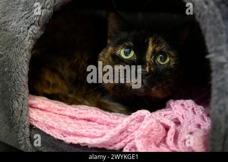 Images au centre de relogement écossais de la SPCA, Hamilton Tabby Cat Banque D'Images