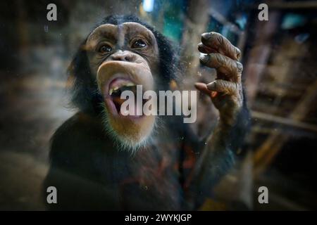 Chimpanzé, zoo d'Édimbourg, Budongo Trail Banque D'Images