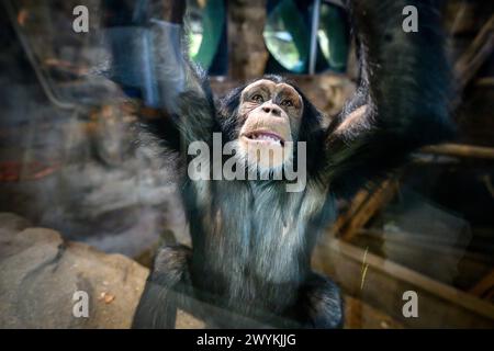 Chimpanzé, zoo d'Édimbourg, Budongo Trail Banque D'Images