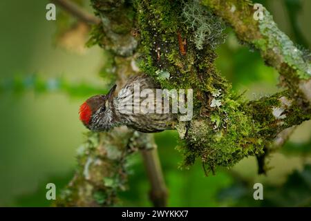 Cardinal pic des bois - Chloropicus Dendropicos fuscescens oiseau résident commun dans une grande partie de l'Afrique subsaharienne, de la forêt dense au buisson épine, sur le g Banque D'Images