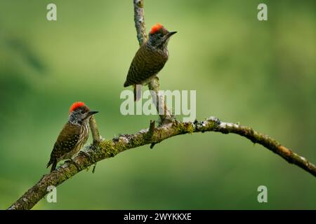 Cardinal pic des bois - Chloropicus Dendropicos fuscescens oiseau résident commun dans une grande partie de l'Afrique subsaharienne, de la forêt dense au buisson épine, sur le g Banque D'Images