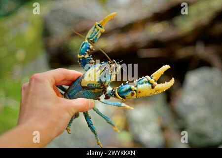 Écrevisses de Lamington - écrevisses d'eau douce Euastacus sulcatus ou 'yabby' originaire d'Australie, de couleur bleu vif, trouvée errant sur le sol forestier, cra Banque D'Images