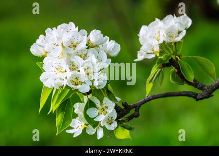 Fleurs de cerisiers, plantation de cerisiers, cerisiers, arbres perliers, fleurs de poires, Sissach, Sissch BL, Baselland, Suisse, avril, printemps, gros plan Banque D'Images