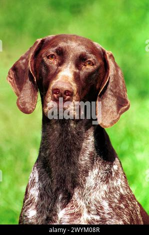 German Shorthcoat pointer Color Liver Roan Headshot pris à l'extérieur Banque D'Images