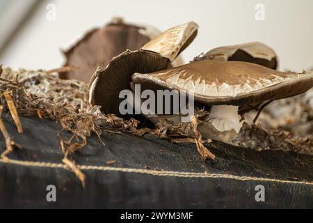 Culture de champignons bruns, mycélium se développent du compost dans le boyau sur une ferme biologique aux pays-Bas, l'industrie alimentaire en Europe, en gros plan Banque D'Images