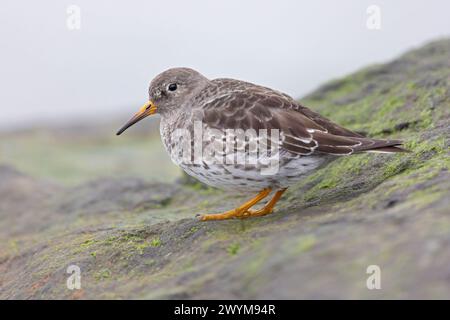 Pier de sable violet (Calidris maritima) reposant sur des rochers le long de la côte. Banque D'Images