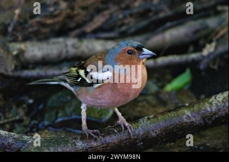 Fringilla coelebs aka Common Chaffinch. Oiseau commun en république tchèque. Banque D'Images