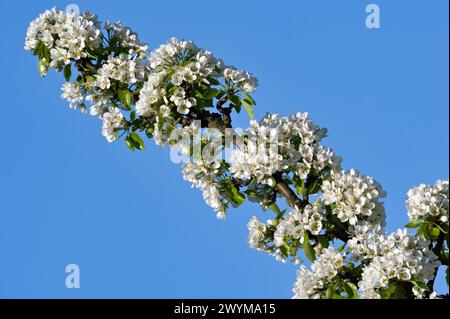 Saison de floraison. Brindille de poire avec de nombreuses fleurs blanches isolées sur fond de ciel bleu. Printemps en république tchèque. Banque D'Images