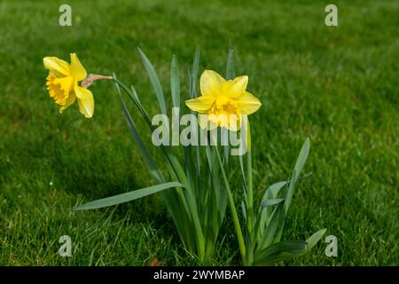 Jonquilles (Narcissus pseudonarcissus), Tiddington, Stratford upon Avon, Angleterre, Grande-Bretagne Banque D'Images