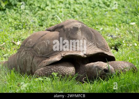 La ménagerie, le zoo du jardin végétal. Vue d'une tortue terrestre des Seychelles Banque D'Images