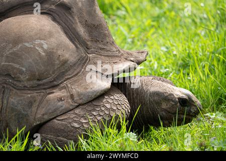 La ménagerie, le zoo du jardin végétal. Vue d'une tortue terrestre des Seychelles Banque D'Images