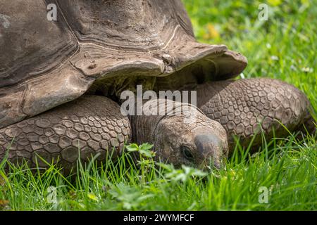 La ménagerie, le zoo du jardin végétal. Vue d'une tortue terrestre des Seychelles Banque D'Images