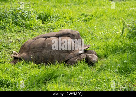 La ménagerie, le zoo du jardin végétal. Vue d'une tortue terrestre des Seychelles Banque D'Images