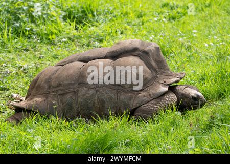 La ménagerie, le zoo du jardin végétal. Vue d'une tortue terrestre des Seychelles Banque D'Images