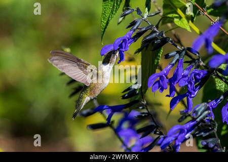 Colibri à gorge rubis obtenant du nectar de la fleur de Salvia violette. Concept d'observation des oiseaux, d'observation des oiseaux et de préservation de l'habitat faunique. Banque D'Images