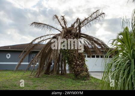 Palmier mort à sec sur la cour de la maison de Floride Banque D'Images