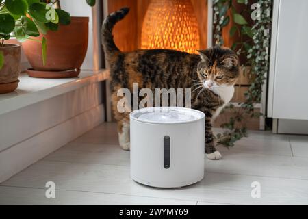 Cat regarde avec intérêt la fontaine d'eau automatique. Buveur intelligent moderne pour animaux de compagnie Banque D'Images