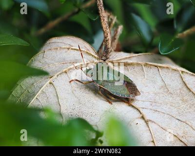 Gros plan de Shieldbug vert commun adulte sur la feuille Banque D'Images