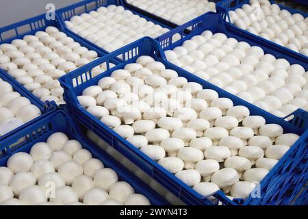 Collection de champignons, champignon de butte, Agaricus bisporus, Agroalimentaire, Ayecue frais, Grupo Riberebro, Autol, la Rioja, Espagne. Banque D'Images