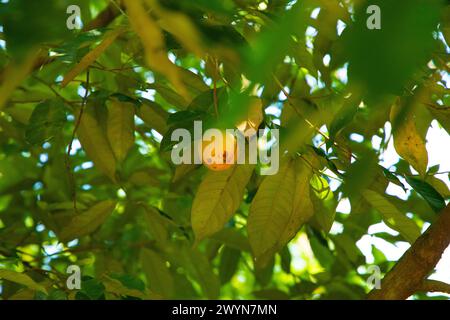 Noix de muscade accrochée à un arbre de noix de muscade dans le jardin du Sri Lanka. fond vert naturel Banque D'Images