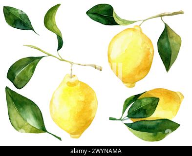 Ensemble de citrons aquarelle rawn à la main wirh feuilles isolées. Illustration botanique d'agrumes jaunes. Idéal pour la conception d'emballages alimentaires Banque D'Images