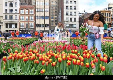 7 avril 2024, New York, New York, USA : Tulip Day arrive à Union Square à Manhattan. Les pays-Bas ont apporté 200 000 tulipes à Union Square et invité les New-Yorkais à venir en ramener chez eux (seulement 10 par personne sont autorisés). 10 000 personnes se sont pré-inscrites pour choisir leur propre et beaucoup d'autres ont attendu pour essayer d'entrer. Le Consulat général des pays-Bas a voulu le faire pour la première fois à New York pour marquer le moment où il y a 400 ans, les Néerlandais se sont établis à 'New Amsterdam' comme New York s'appelait à cette époque. (Crédit image : © Andrea Renault/ZUMA Press Wire) USAGE ÉDITORIAL SEULEMENT! Pas pour Co Banque D'Images