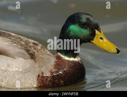 Un colvert drake cherche de la nourriture dans la rivière Schuylkill à Philadelphie, PA. Banque D'Images