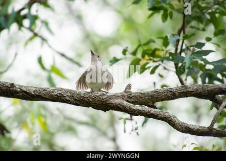 Le shrikethrush gris ou shrike-thrush gris, anciennement communément connu sous le nom de muguet gris, est un oiseau chanteur de l'Australasie. Le nom scientifique est Colluricincl Banque D'Images