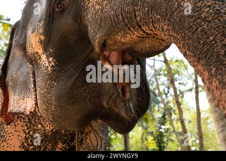 Fond abstrait de texture de peau d'éléphant asiatique. tronc d'un éléphant buvant de l'eau très proche. mise au point Banque D'Images