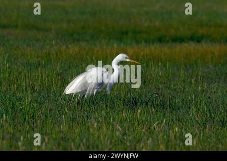 Great Egret dans Eagle Island State Park, Idaho Banque D'Images