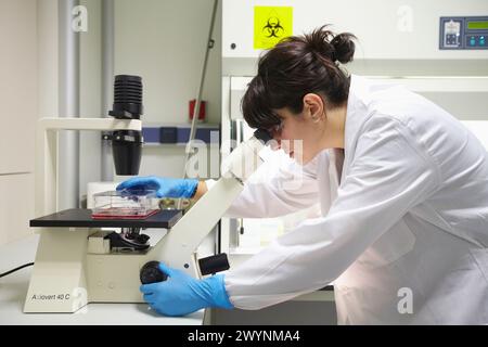 Salle de culture cellulaire, observation des cultures cellulaires dans le microscope inversé, laboratoire de biotechnologie, zone de santé, Parc technologique d'Alava, Centre technologique, TECNALIA recherche & innovation, Miñano, Araba, pays Basque, Espagne. Banque D'Images