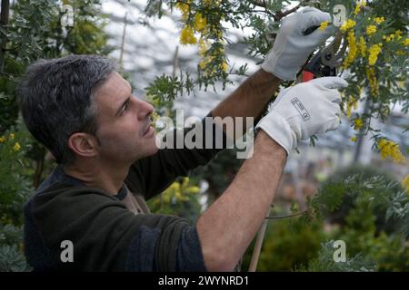 Élagage jardinier mimosa. Jardin, pépinière. Gipuzkoa, l'Euskadi. L'Espagne. Banque D'Images