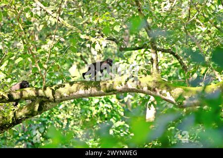 Les macaques à crête (Macaca nigra) se déplacent le long d'une branche d'arbre dans la forêt de Tangkoko, Sulawesi du Nord, Indonésie. «Le changement climatique est l'un des principaux facteurs affectant la biodiversité dans le monde à un rythme alarmant», selon une équipe de scientifiques dirigée par Antonio Acini Vasquez-Aguilar dans leur document de recherche publié pour la première fois en mars 2024 sur environ Monit Assess. Cela pourrait modifier la répartition géographique des espèces, y compris les espèces qui dépendent grandement du couvert forestier, ont-ils écrit. En d'autres termes, le changement climatique pourrait réduire la pertinence de l'habitat des espèces de primates, ce qui pourrait les forcer à se déplacer... Banque D'Images