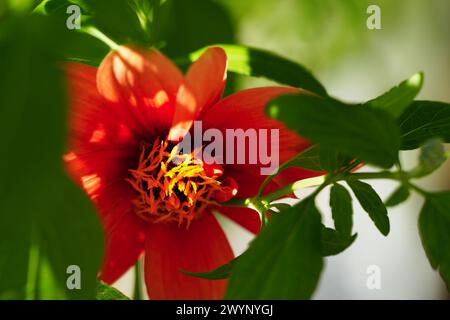 Dahlia 'Bishop of Auckland' Banque D'Images