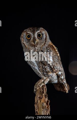 scops hibou perché sur une bûche la nuit Banque D'Images