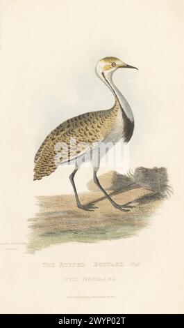 Outarde houbara ou houbara africain, Chlamydotis undulata. L'outarde froissée, petite outarde huppe d'Afrique, Otis houbara. Dessiné à Devonport. Gravure sur cuivre colorée à la main d'après une illustration de Charles Hamilton Smith tirée de The animal Kingdom d'Edward Griffith par le Baron Cuvier, Londres, Whittaker, 1829. Banque D'Images