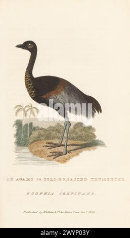 Trompettiste à ailes grises, Psophia crepitans. L'agami ou trompettiste doré, oiseau trompette. Gravure sur cuivre colorée à la main tirée de The animal Kingdom d'Edward Griffith par le Baron Cuvier, Londres, Whittaker, 1830. Banque D'Images