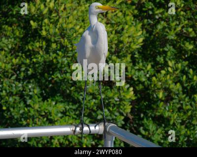 Large vue Egret blanc cou courbé perché sur rail métallique regardant à droite au parc Jungle Prada. Buissons vert baie en arrière-plan. Dans Petersburg, Floride Banque D'Images