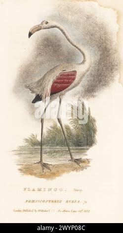 Flamant rose américain, juvénile, Phoenicopterus ruber. Flamingo, jeune. Gravure sur cuivre colorée à la main tirée de The animal Kingdom d'Edward Griffith par le Baron Cuvier, Londres, Whittaker, 1830. Banque D'Images