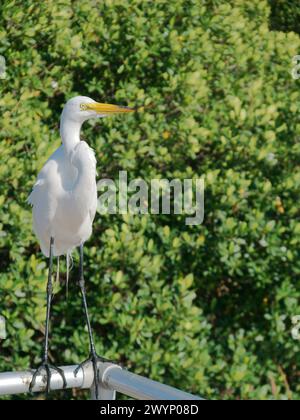 Vue verticale cou courbé d'aigrette blanche perché sur rail métallique regardant droit au parc Jungle Prada. Buissons verts en arrière-plan. Dans Petersburg, Floride Banque D'Images