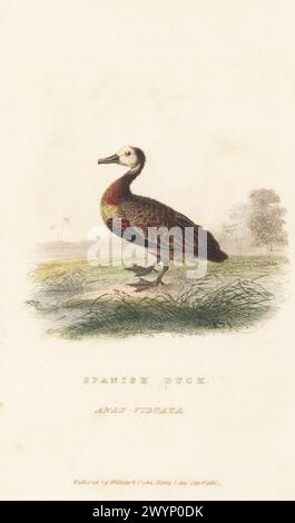 Canard sifflant à face blanche, Dendrocygna viduata. Canard espagnol, Anas viduata. D'après un spécimen au British Museum. Gravure sur cuivre colorée à la main par John Christian Zeitter tirée de The animal Kingdom d'Edward Griffith par le Baron Cuvier, Londres, Whittaker, 1830. Banque D'Images