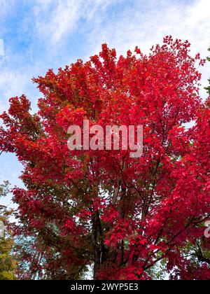 Feuilles d'automne rouges de Victoria vif Australie Banque D'Images