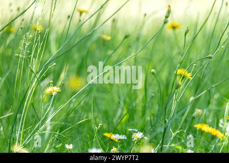 prairie naturelle pleine de fleurs sauvages et d'herbes lors d'une journée ensoleillée d'été. Banque D'Images