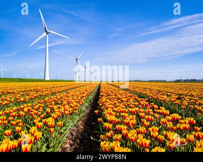 Une scène pittoresque de fleurs colorées se balançant dans un champ avec d'imposants moulins à vent tournant en arrière-plan, situé dans le Flevoland néerlandais pendant la saison vibrante du printemps. éoliennes Banque D'Images